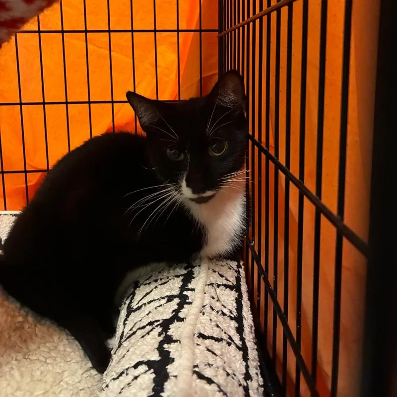 An adult medium-sized female Domestic Short Hair cat named GiGi for adoption in Huntington, WV