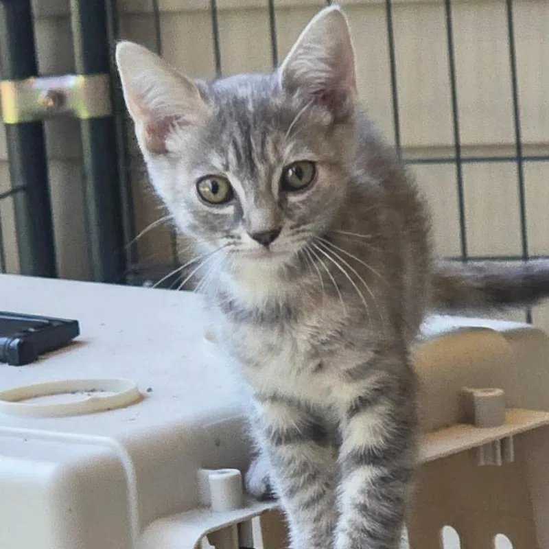 A baby small-sized female Torbie Domestic Short Hair cat named Sojourner for adoption in Brownsboro, AL