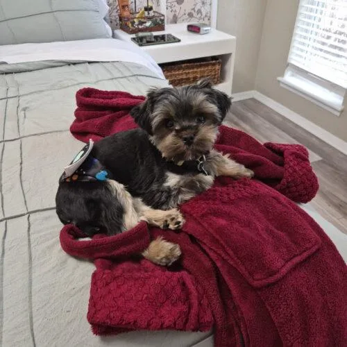 A baby small-sized male Black Yorkshire Terrier dog named Ozzy for adoption in Broken Arrow, OK