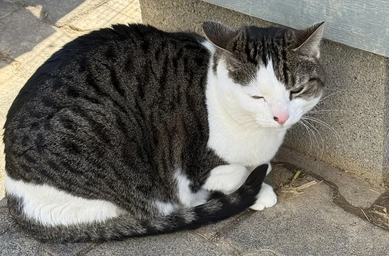 An adult large-sized female Domestic Short Hair cat named Philly for adoption in Coatesville, PA