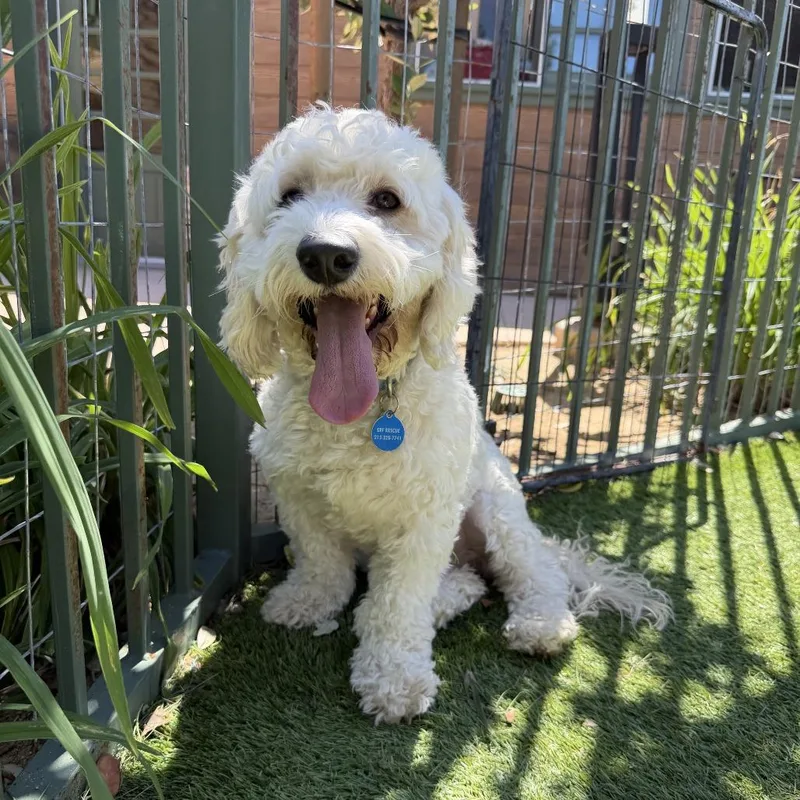 An adult medium-sized male White / Cream Cockapoo dog named Benny for adoption in Agoura Hills, CA