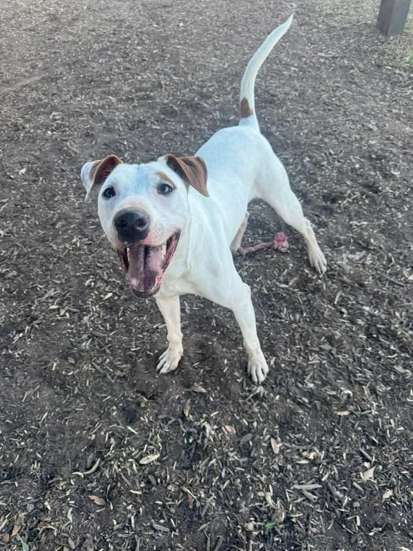 Schnucki thumbnail 3