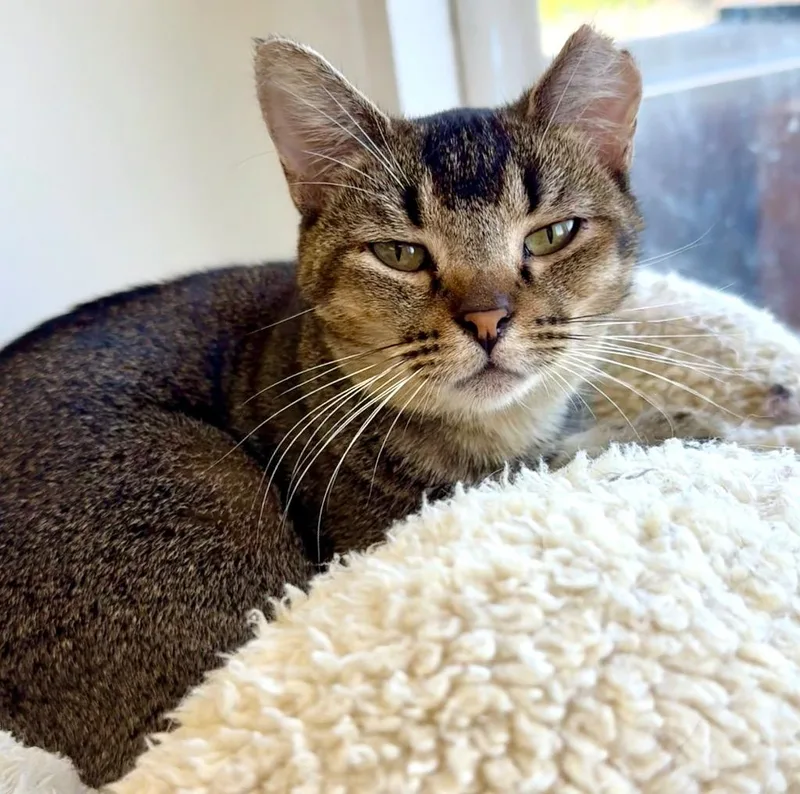 An adult small-sized female Domestic Short Hair cat named Mallorie for adoption in Thousand Oaks, CA