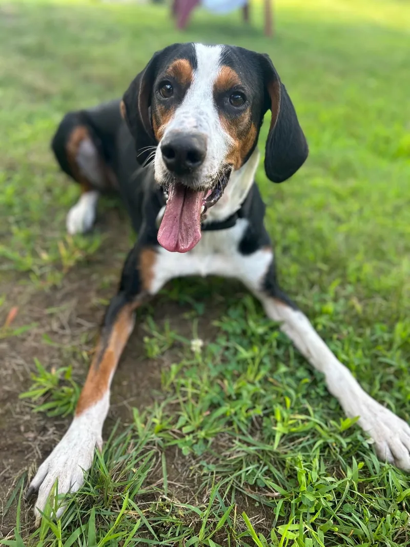 A young medium-sized male Tricolor (Brown, Black, & White) Hound dog named Henry for adoption in Lincoln, RI