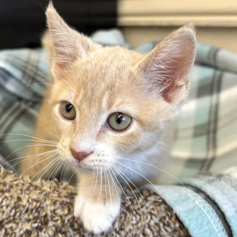A baby small-sized male Orange / Red Domestic Short Hair cat named Pumpkin for adoption in Medford, OR