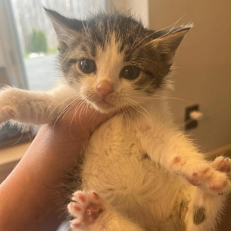 A baby small-sized female White Domestic Short Hair cat named Ivy for adoption in Pasadena , MD