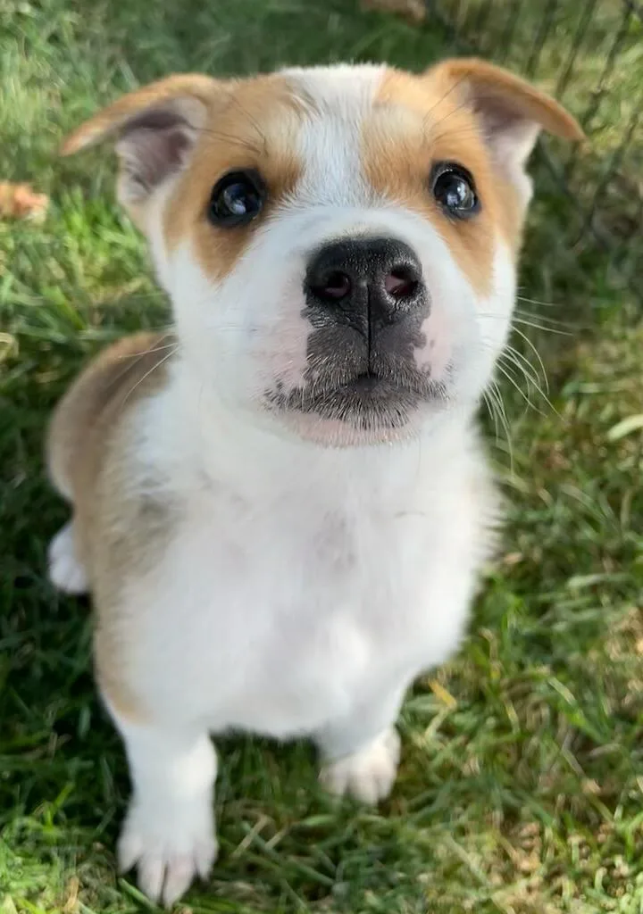 A baby medium-sized male Mixed Breed dog named Sawyer for adoption in Polson, MT