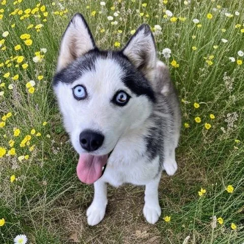 A young medium-sized female Siberian Husky dog named Enya for adoption in Clinton Township, MI