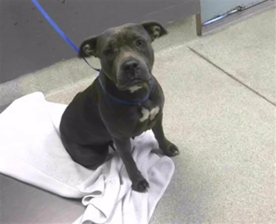 A young large-sized female Pit Bull Terrier dog named Betty for adoption in Tallahassee, FL