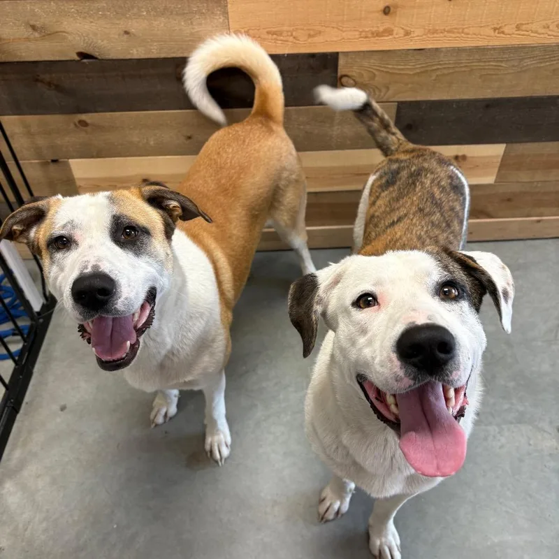 A young large-sized male Mixed Breed dog named Jerry for adoption in Spokane, WA