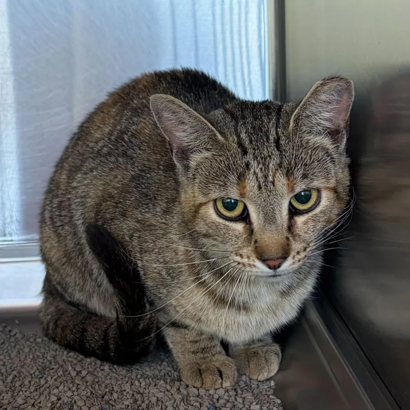An adult medium-sized female Torbie Domestic Short Hair cat named Emiline for adoption in Asheville, NC