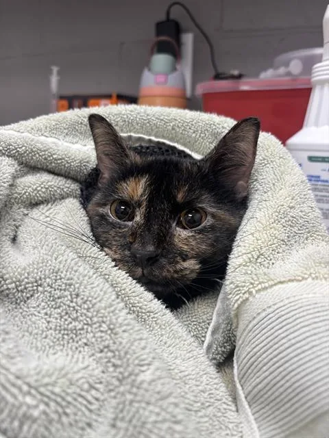 An adult medium-sized female Domestic Short Hair cat named Priscilla for adoption in Indianapolis, IN