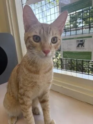 A baby small-sized male Domestic Short Hair cat named Scorch for adoption in Honolulu, HI