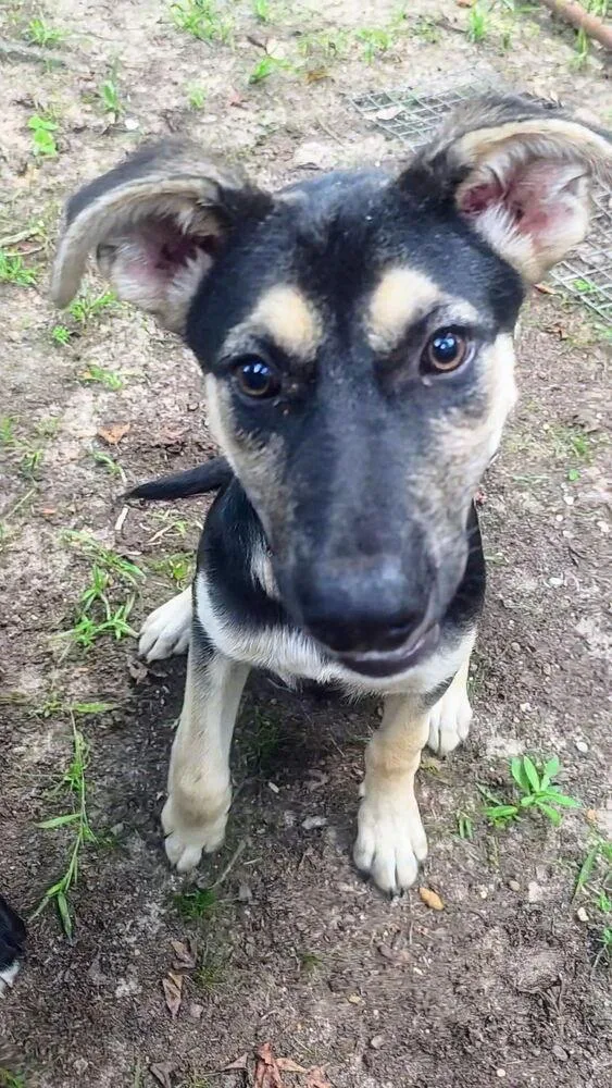 A baby medium-sized female Black Shepherd dog named Sunshine for adoption in Commerce City, CO