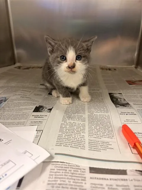 A baby small-sized male Domestic Short Hair cat named Larry for adoption in Riverside, CA