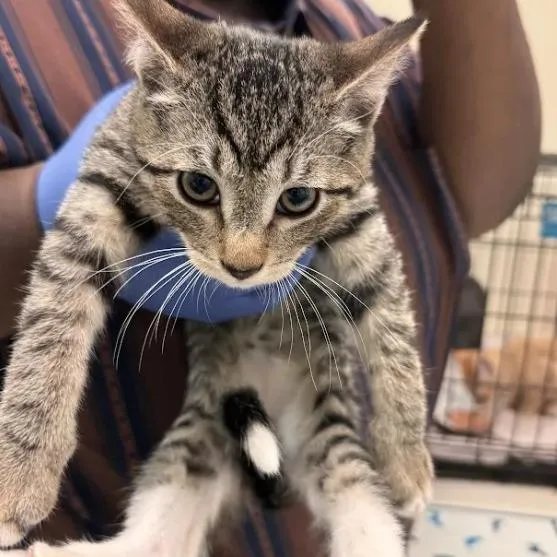 A baby small-sized female Gray / Blue / Silver Domestic Short Hair cat named Sandals for adoption in Lynchburg, VA
