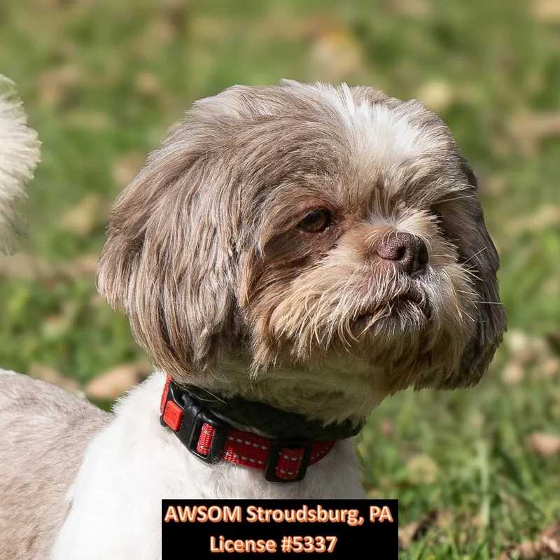 An adult small-sized female Shih Tzu dog named Chloe for adoption in Stroudsburg, PA