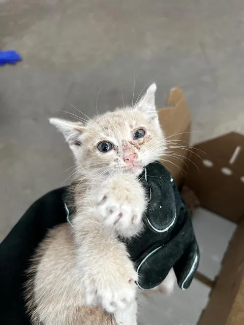 A baby medium-sized female Domestic Medium Hair cat named Jenna for adoption in Dallas, TX
