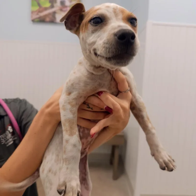 A baby small-sized female White / Cream Terrier dog named Rose for adoption in Clearwater, FL