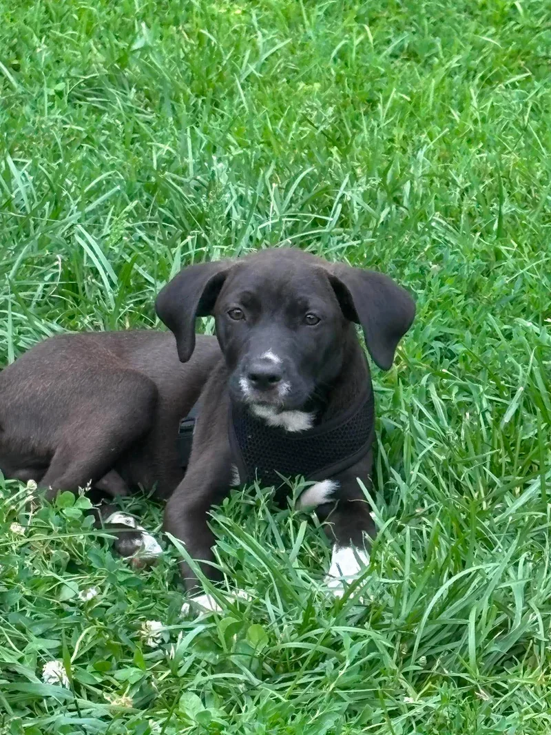 A baby medium-sized male Black Hound dog named Coal for adoption in Rockford, IL