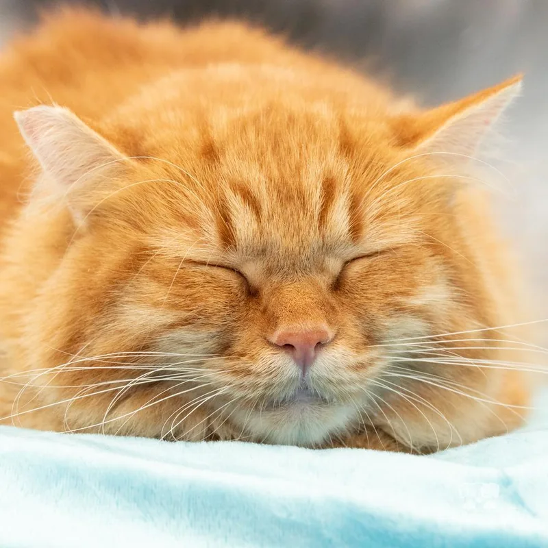 A young medium-sized female Maine Coon cat named Sissy for adoption in Calimesa, CA