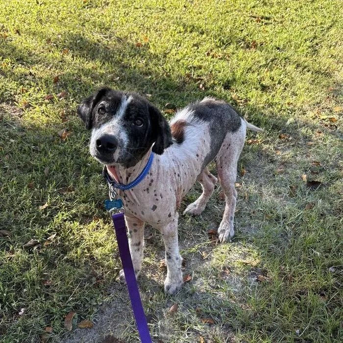 A young medium-sized male Border Collie dog named Caillou for adoption in Carencro, LA