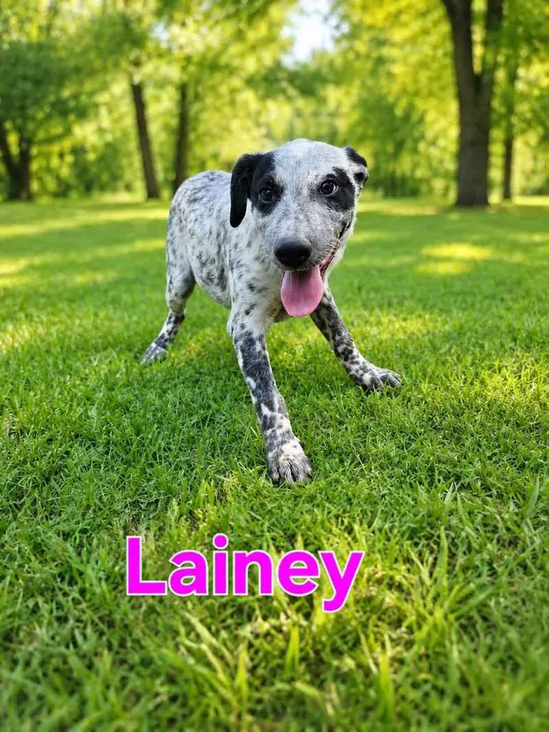 Lainey