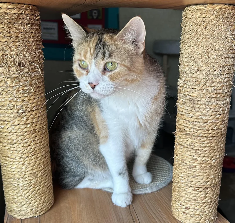 An adult medium-sized female Calico Domestic Short Hair cat named Summer Spring for adoption in La Salle, IL