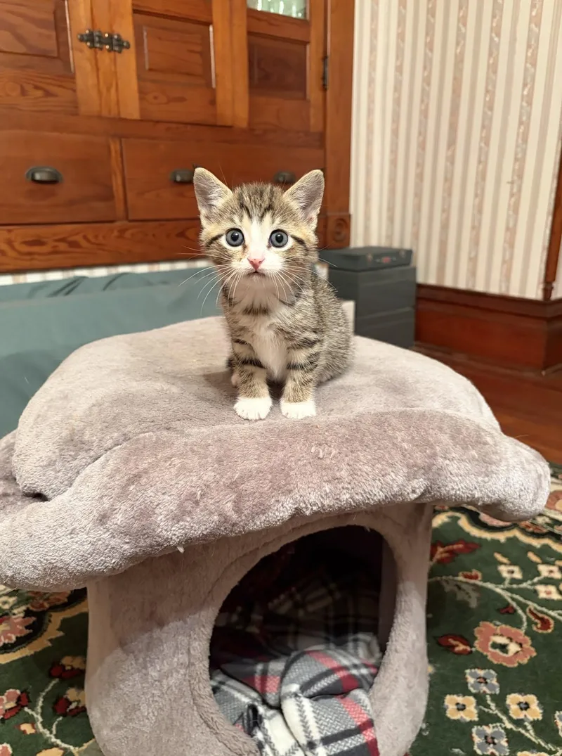 A baby medium-sized female Tabby cat named Stella for adoption in Decorah, IA