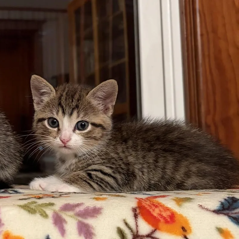 Stella thumbnail 2