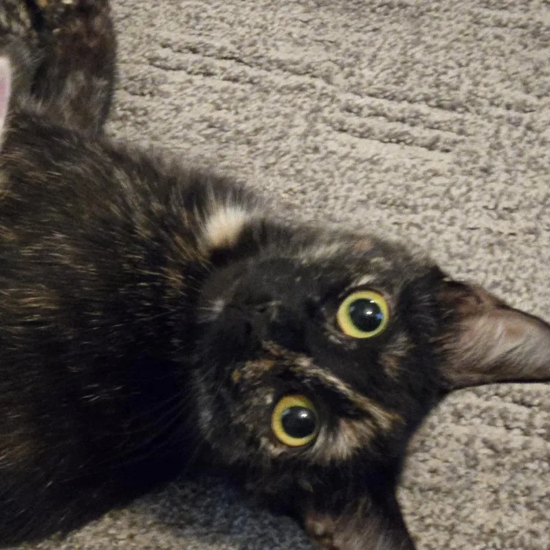 An adult medium-sized female Domestic Short Hair cat named Gala for adoption in Cumming, GA