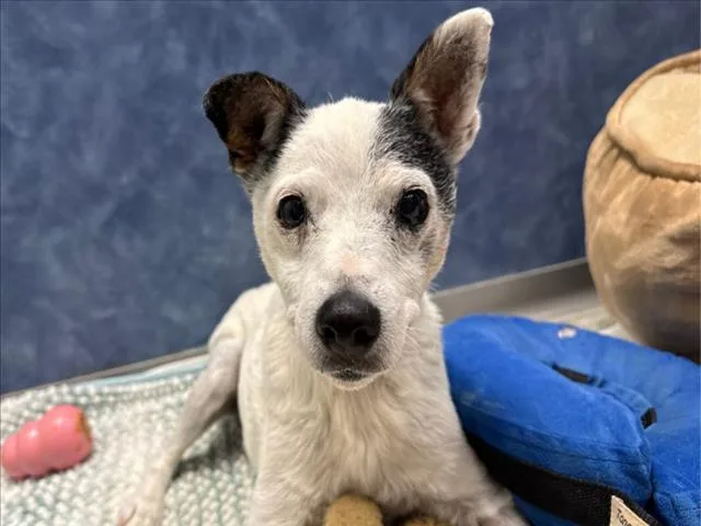 A senior small-sized female Parson Russell Terrier dog named May Bell for adoption in Loveland, CO