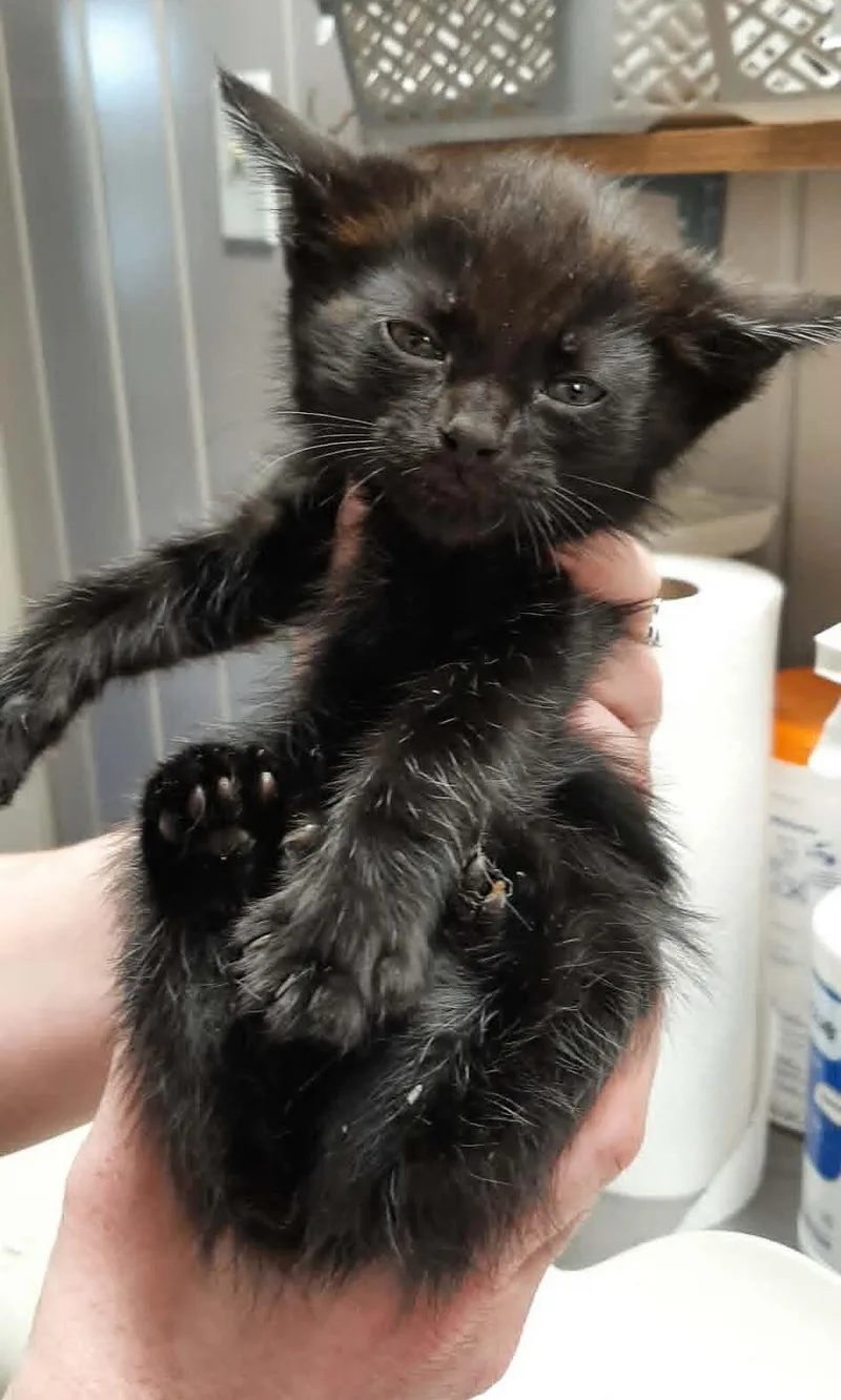 A young medium-sized male Black Devon Rex cat named Happy for adoption in Georgetown, OH