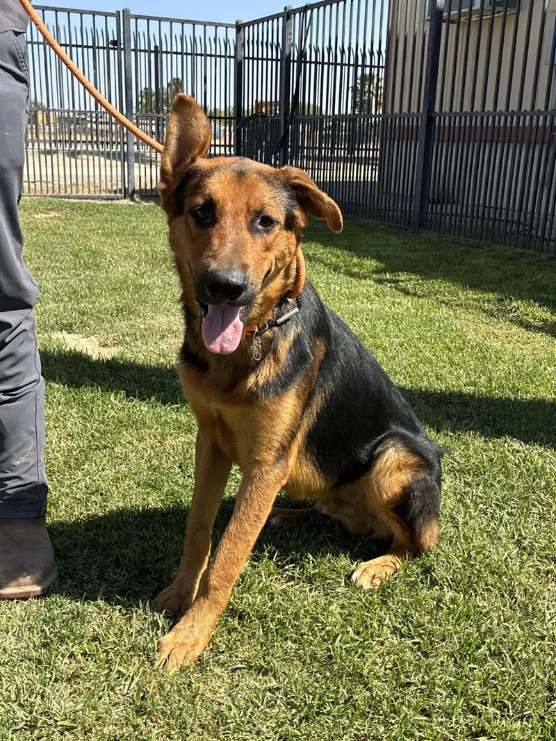 An adult medium-sized male German Shepherd Dog dog named Wolverine for adoption in Delano, CA