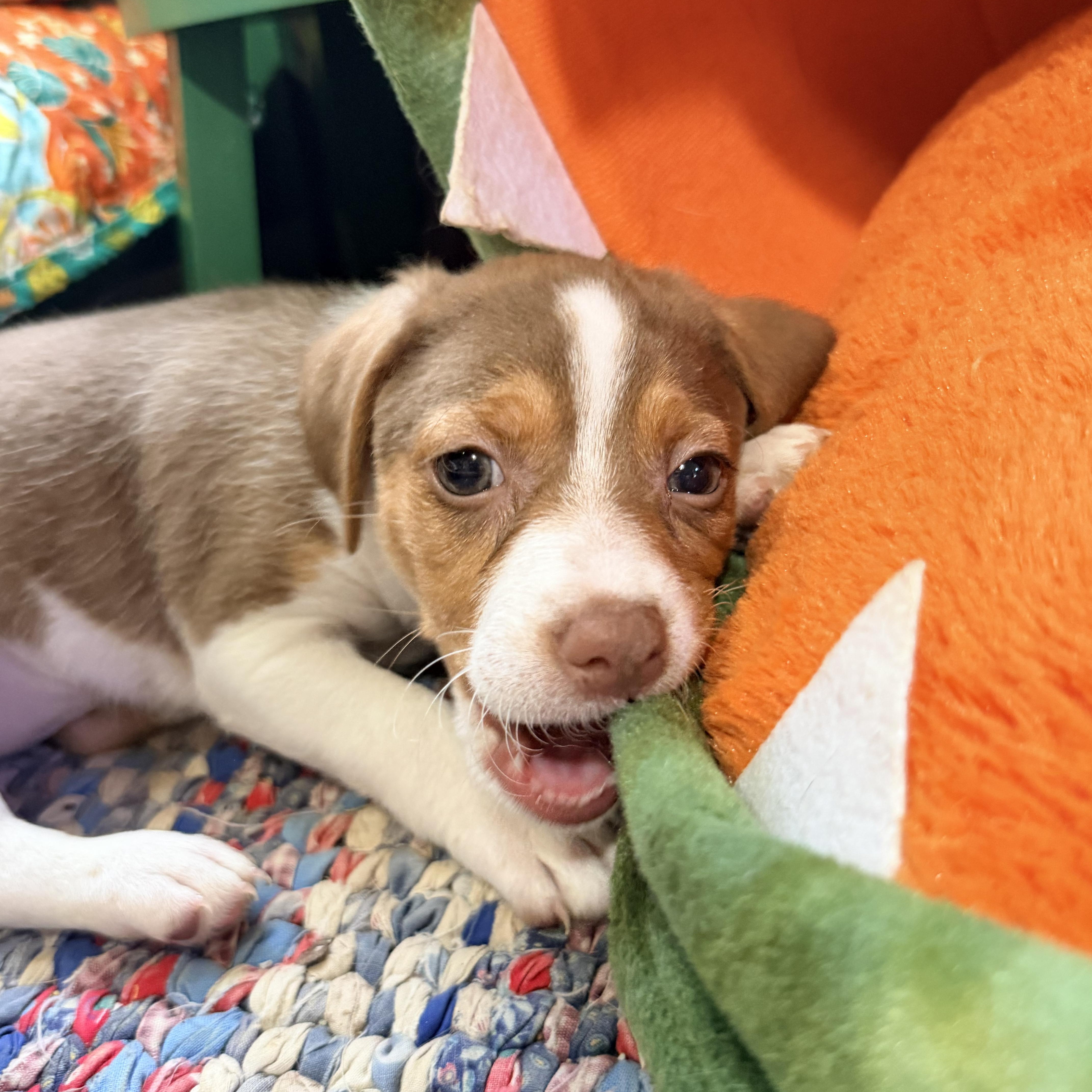 A baby small-sized female Chihuahua dog named Dusty for adoption in Bulverde, TX