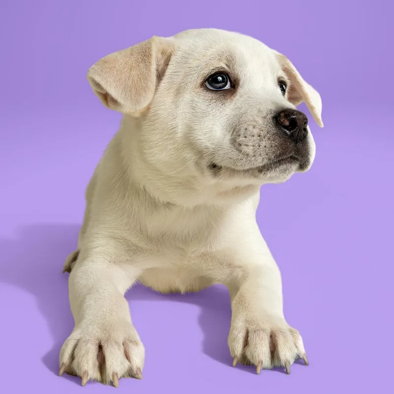A baby medium-sized male Cattle Dog dog named Aad New Arrival! for adoption in Armonk, NY