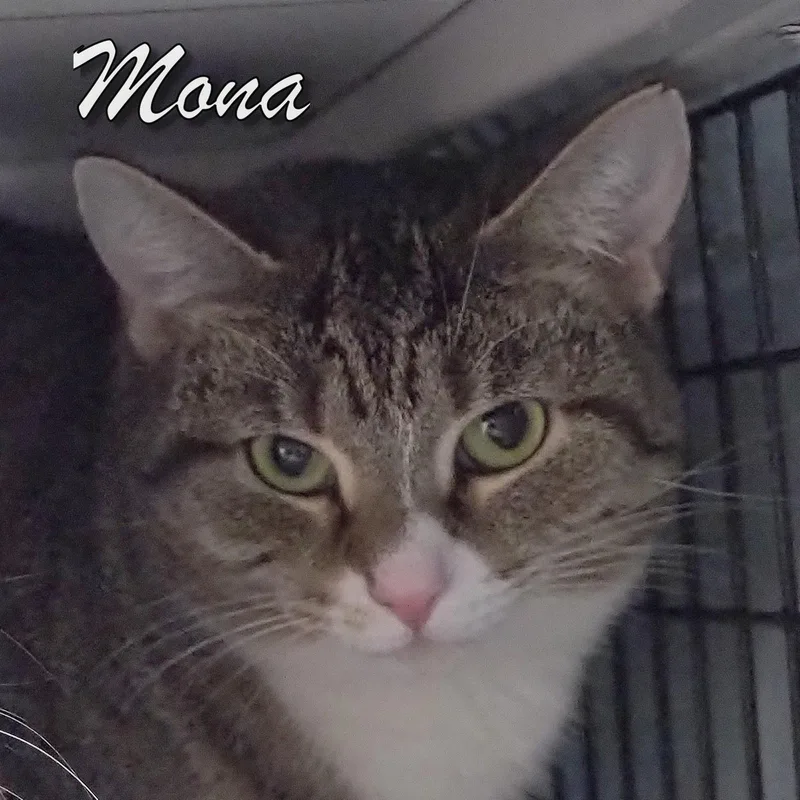 Pip And Mona thumbnail 2