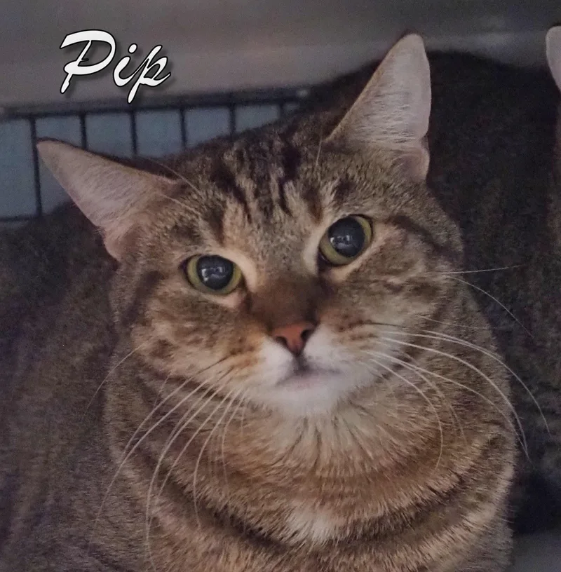 Pip And Mona thumbnail 3