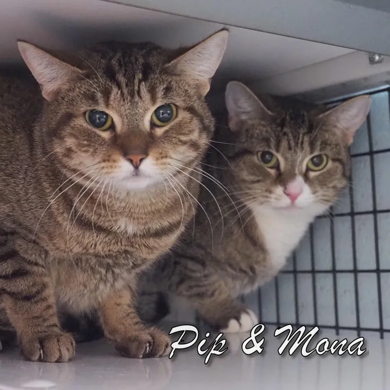 Pip And Mona thumbnail 4