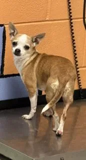 A young small-sized female Golden Chihuahua dog named Wanda for adoption in Tifton, GA