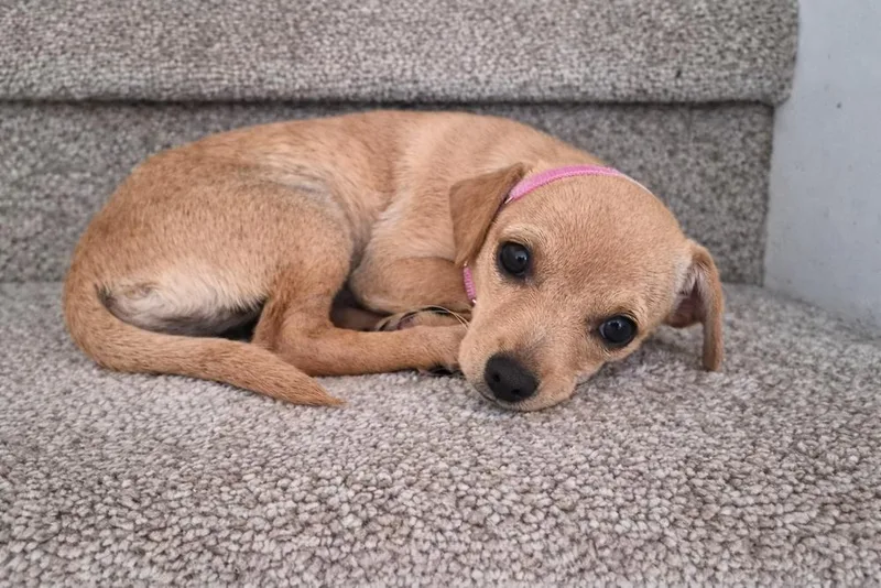 A baby small-sized female Chihuahua dog named Liz Lemon for adoption in Orlando, FL