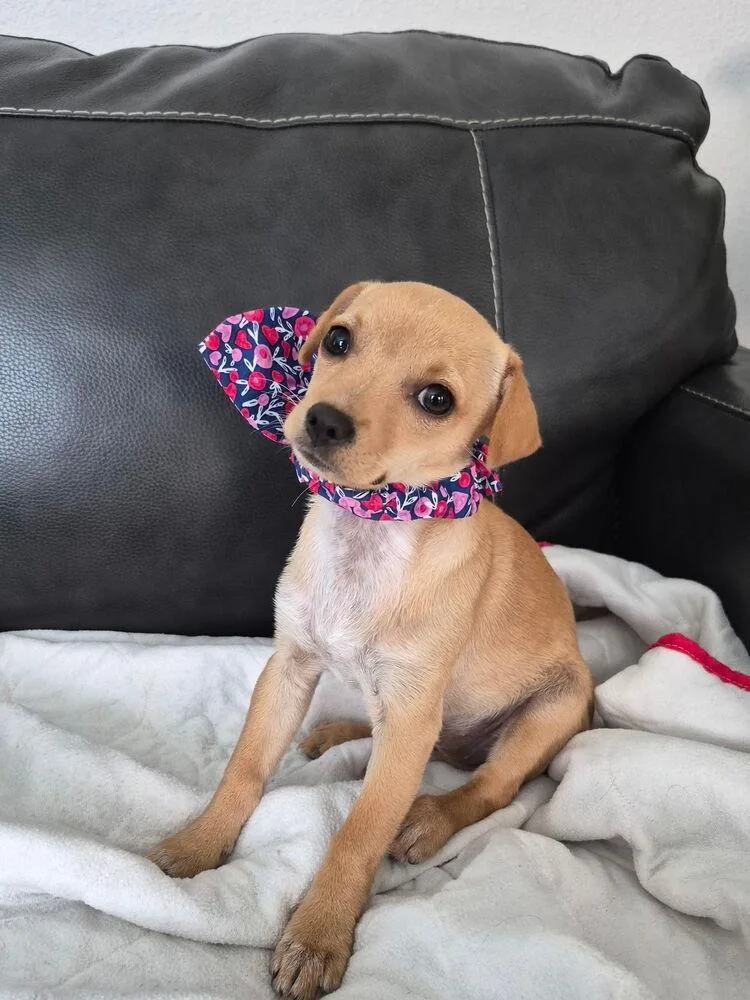 Liz Lemon thumbnail 3