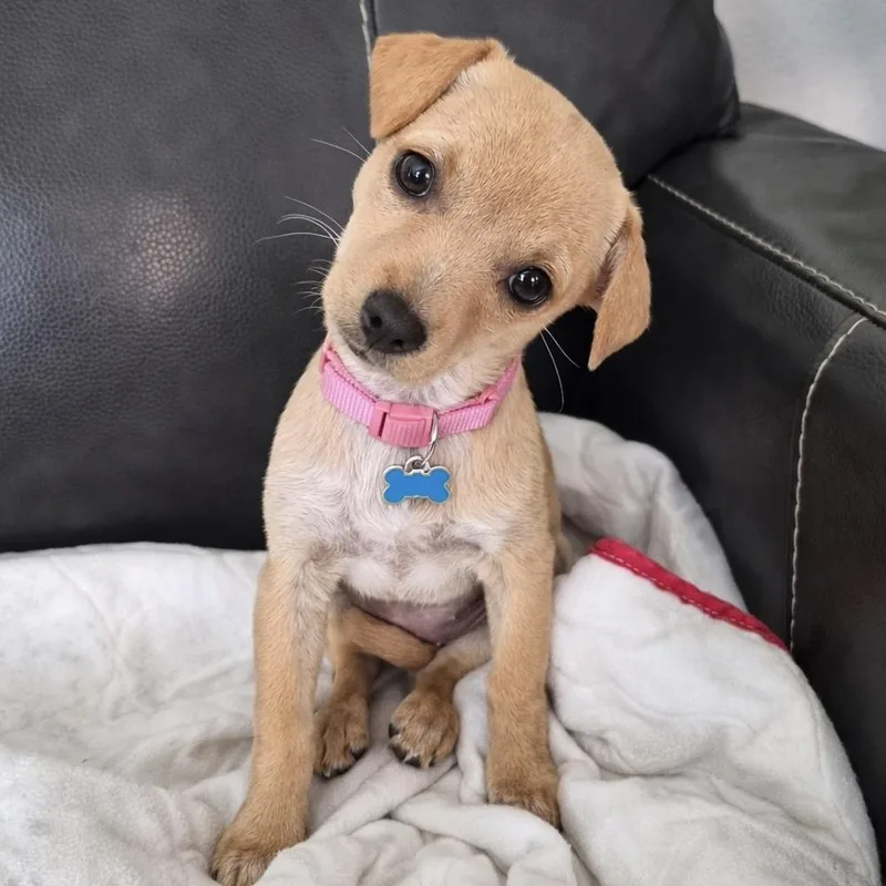 Liz Lemon thumbnail 4