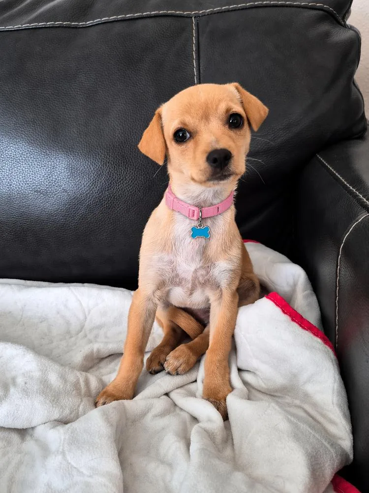 Liz Lemon thumbnail 5