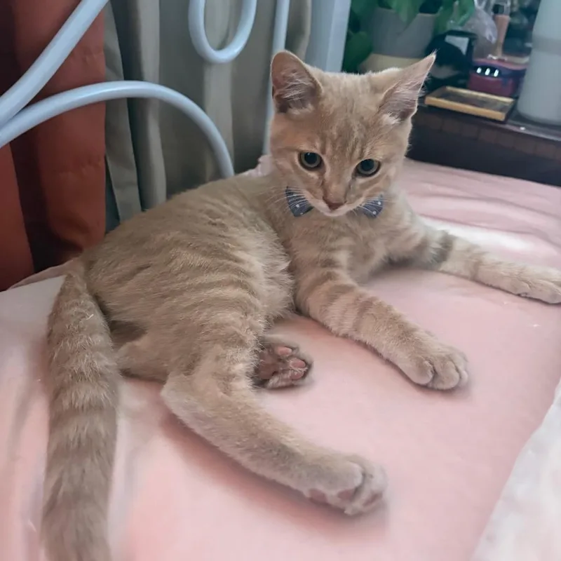 A baby small-sized male American Shorthair cat named Corn for adoption in Brea, CA