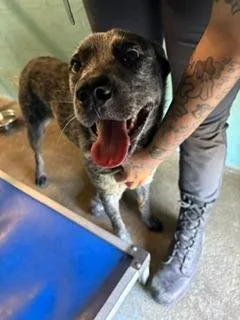 A young medium-sized male Australian Cattle Dog / Blue Heeler dog named Storm for adoption in Lafayette, TN