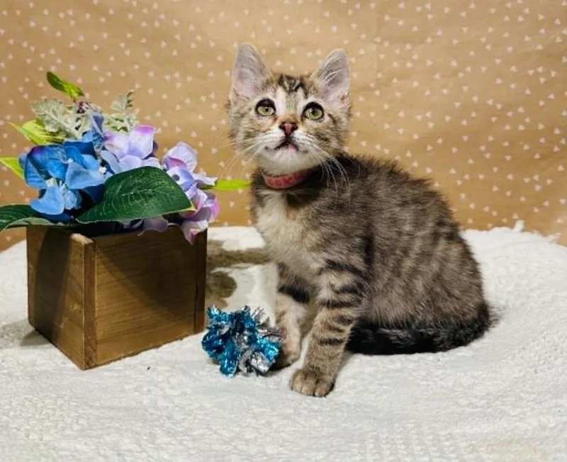 A baby small-sized female Domestic Short Hair cat named Cookie for adoption in Groveland, MA