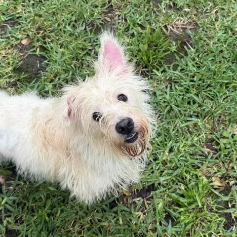 An adult small-sized male White / Cream West Highland White Terrier / Westie dog named Gary for adoption in Spring, TX