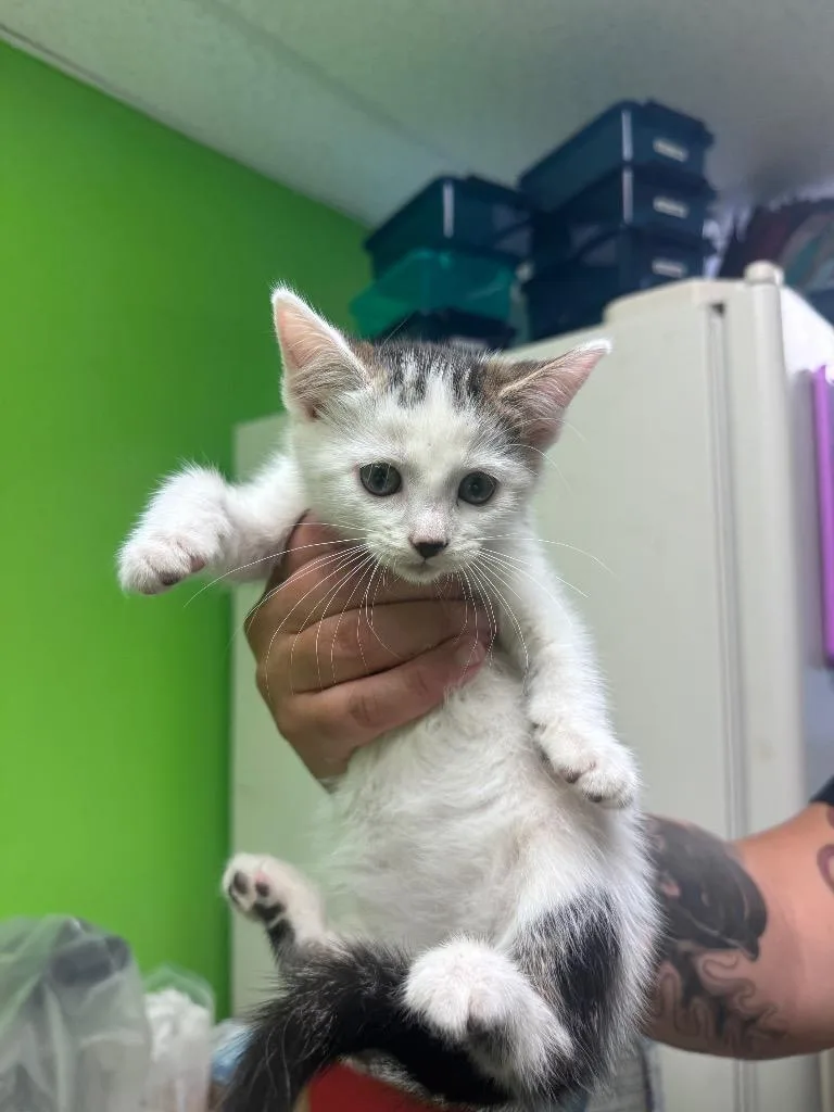 A baby medium-sized female Domestic Short Hair cat named Duck for adoption in Johnson City, TN