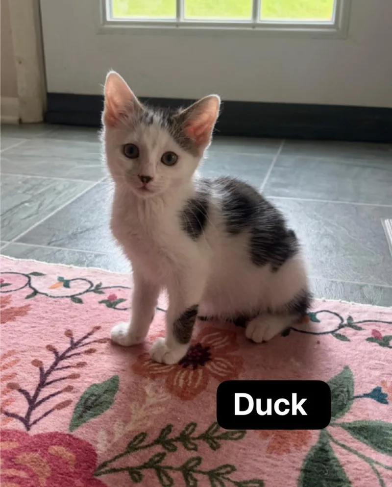Duck thumbnail 2